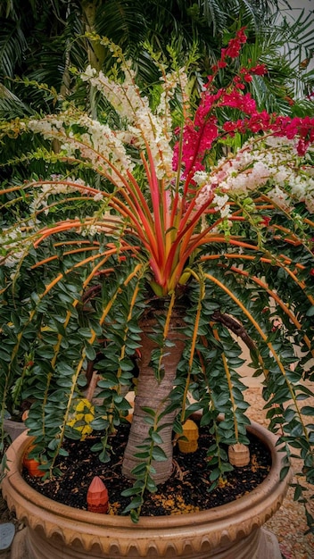 Foto uma planta com folhas vermelhas e verdes e uma flor vermelha no meio