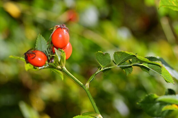 Uma planta com frutas vermelhas