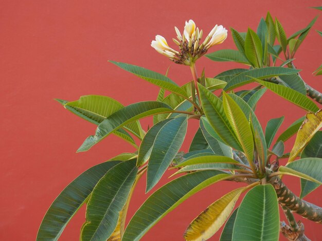 Uma planta com fundo rosa e uma flor que está na frente dela.