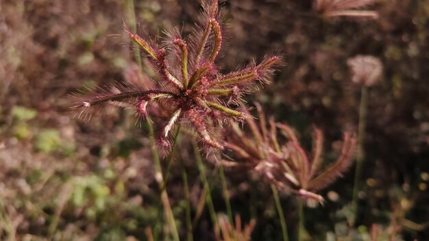 Uma planta com longos caules vermelhos de pé alto no meio da grama verde