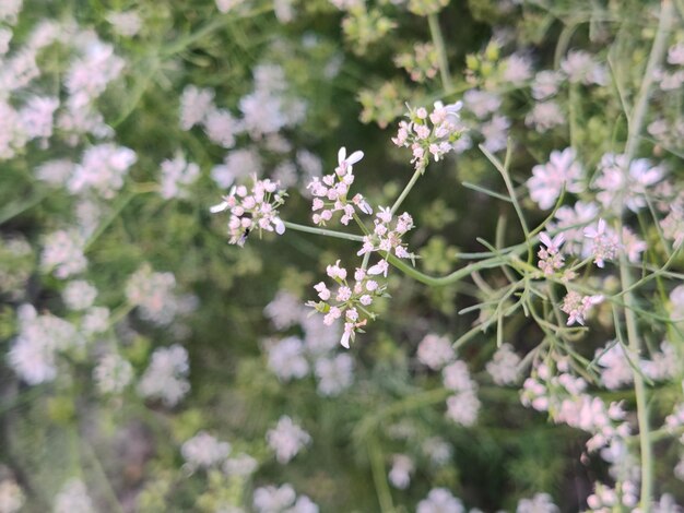 Uma planta com pequenas flores brancas
