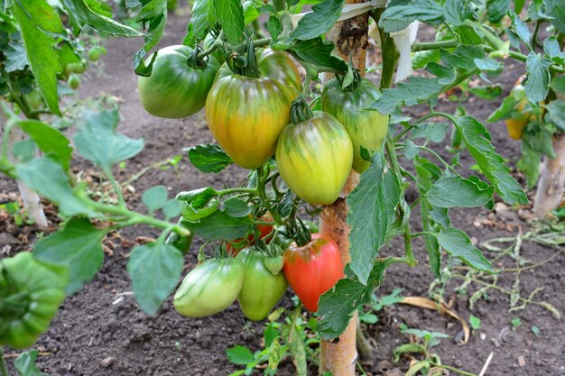 uma planta com tomates vermelhos e verdes isolados no jardim