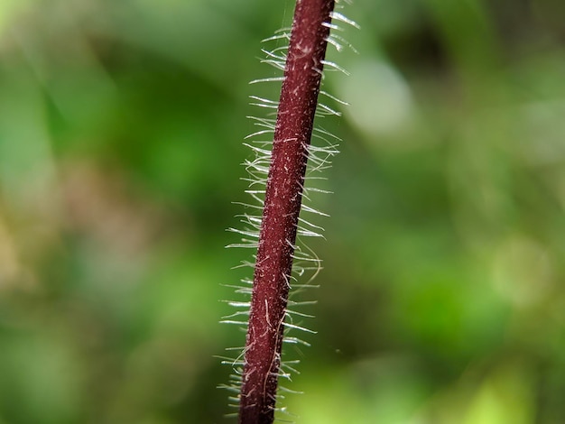 Uma planta com um caule longo e um caule longo com algumas pequenas pontas brancas