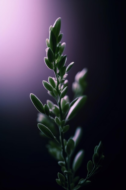 Foto uma planta com um fundo roxo