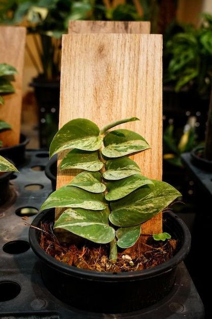 Uma planta com um poste de madeira no meio