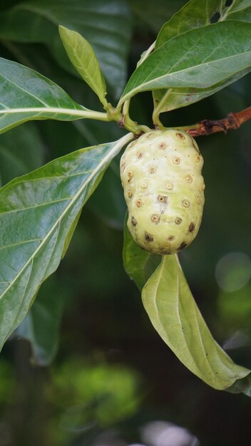 Foto uma planta com uma flor amarela que tem a palavra 