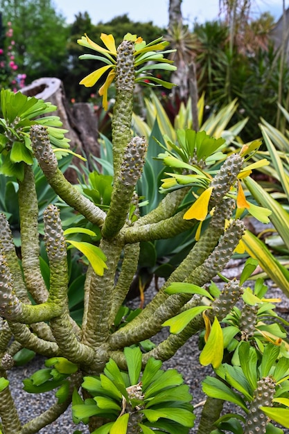 Uma planta com uma flor amarela