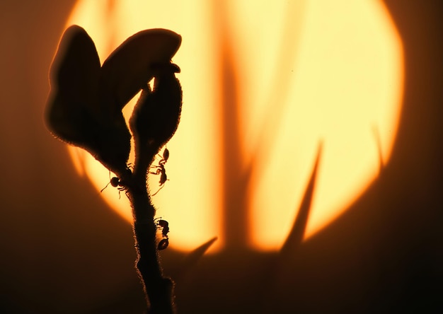 Uma planta com uma flor ao fundo