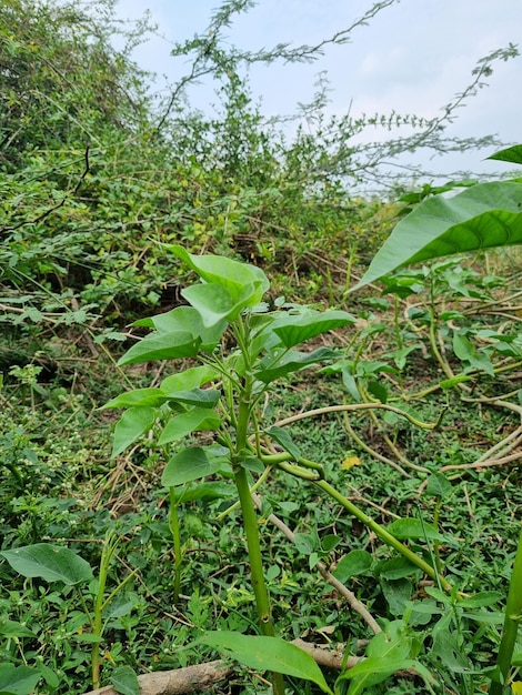 Uma planta com uma folha verde que tem a palavra "amor" nela.