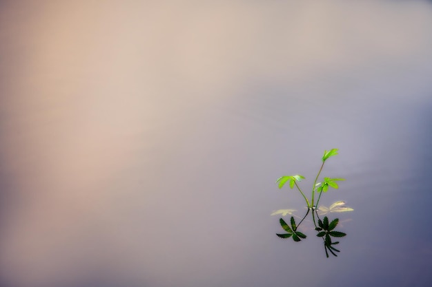 Uma planta de água é refletida em uma lagoa de copyspace de água negra