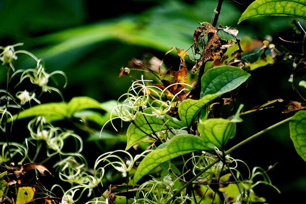 Uma planta de arbusto