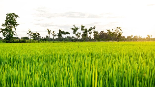 Uma planta de arroz de um mês que foi privada de água estava morrendo no chão e rachando