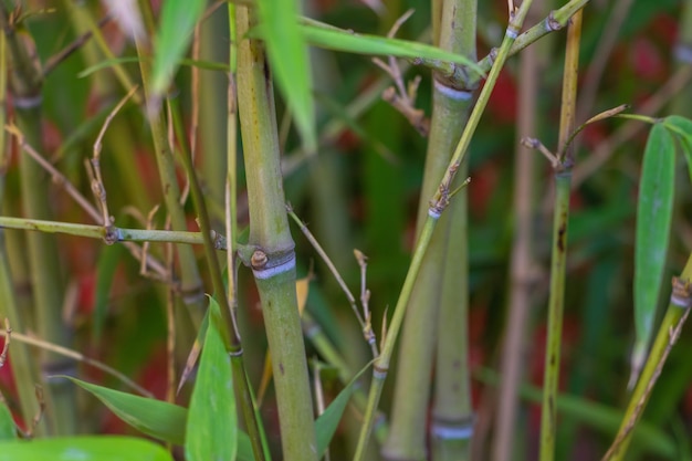 Uma planta de bambu em vaso que é Phyllostachys aurea Como cultivar o conceito de bambu