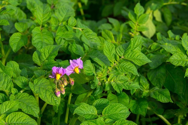 Uma planta de batata com flores roxas e folhas verdes com a palavra batata.