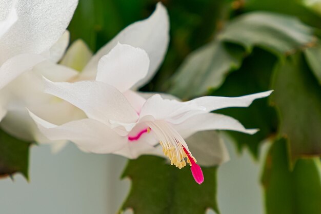 Foto uma planta de casa o cactus de ação de graças um gênero de cactos epífitos parabéns