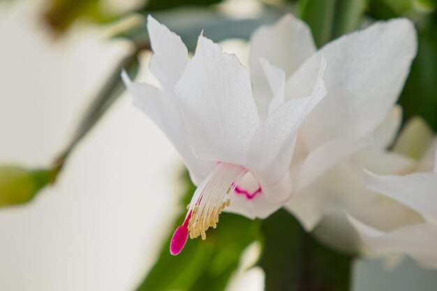 Uma planta de casa O cactus de Ação de Graças Um gênero de cactos epífitos Parabéns