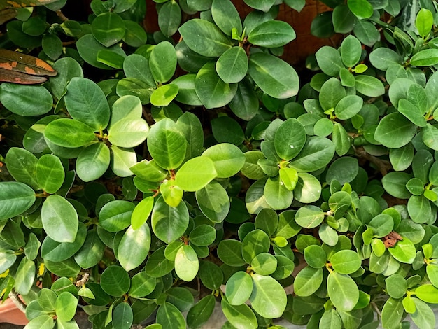 Uma planta de figo de cortina com folhas verdes e um fundo branco