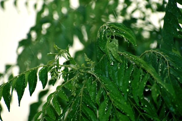 Uma planta de folhas de curry e estação chuvosa