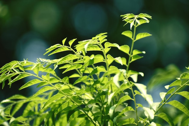 Uma planta de folhas de curry