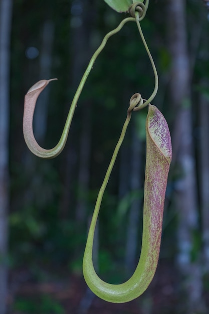 Uma planta de jarro com uma haste longa e uma folha vermelha.