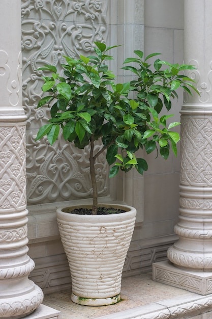 Uma planta em um grande vaso perto de um edifício de pedra.