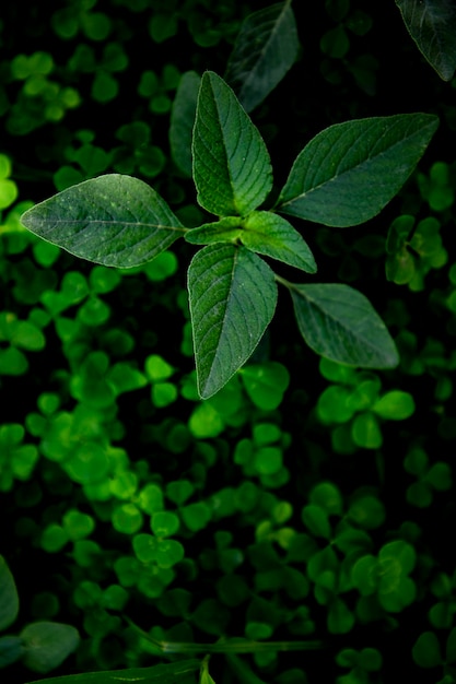 uma planta em um quintal de estufa