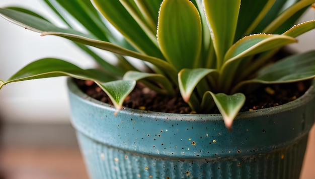 Uma planta em um vaso azul com uma planta no meio