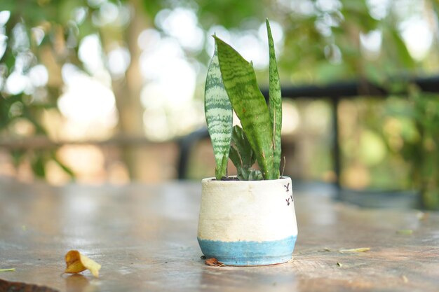 Uma planta em um vaso branco e azul com uma planta frondosa dentro.