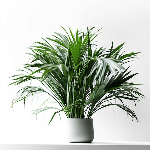 Uma planta em um vaso branco está sobre uma mesa branca.