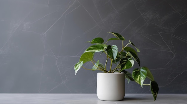 Uma planta em uma panela branca sobre uma mesa