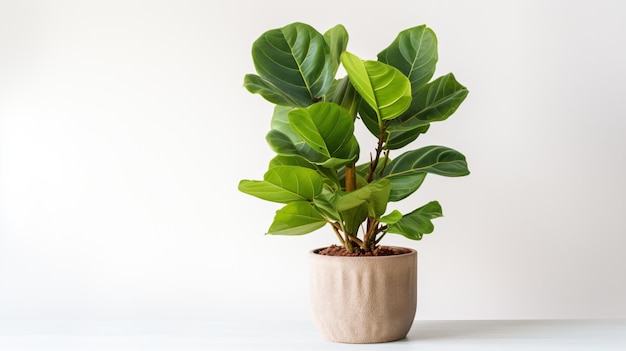 uma planta em uma panela em uma mesa