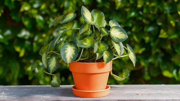 Foto uma planta em uma panela que diz citado citado no lado