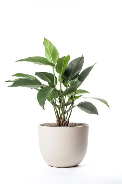 Uma planta em vaso com caule longo e folhas