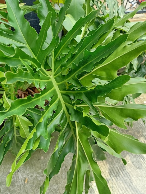 Foto uma planta filodendro cabeça de cavalo com uma folha que tem um fundo verde