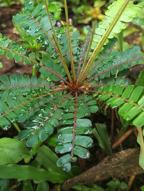 Foto uma planta folhosa com gotas de água sobre ela