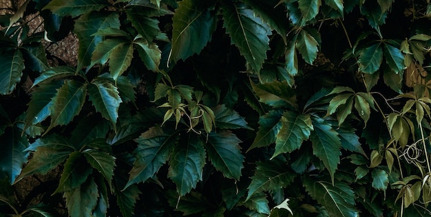 Uma planta frondosa com a palavra hera