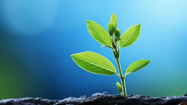 Foto uma planta jovem brotando do chão em frente a um fundo azul