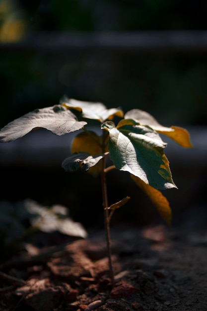 Uma planta na floresta