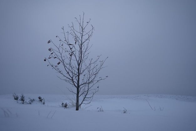 Uma planta na zona climática nevada do norte severa