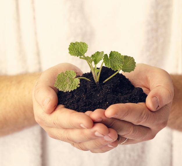 Uma planta nas mãos contra uma superfície branca