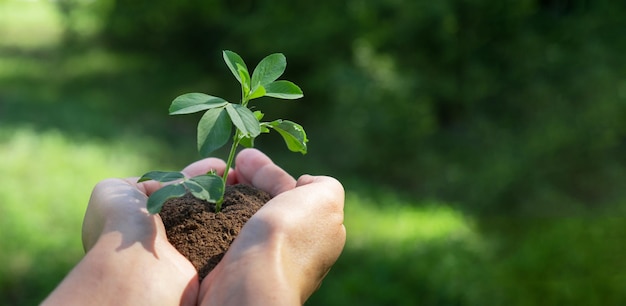 Uma planta nas mãos sobre um fundo verde Ecologia e conceito de jardinagem Fundo da natureza