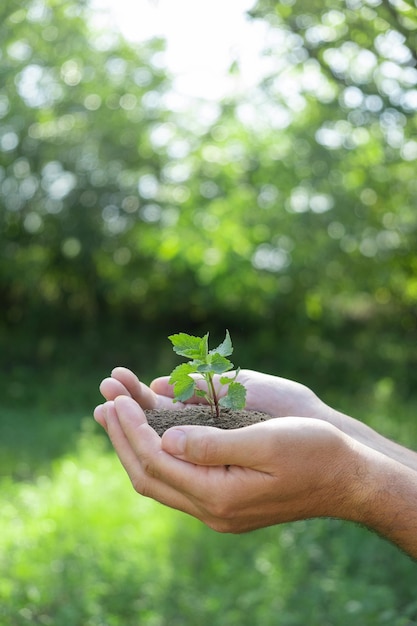 Uma planta nas mãos sobre um fundo verde Ecologia e conceito de jardinagem Fundo da natureza