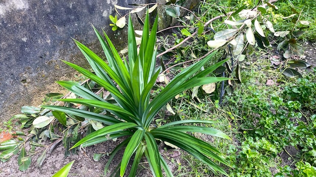 Uma planta pandan com folhas verdes e uma folha verde no habitat natural