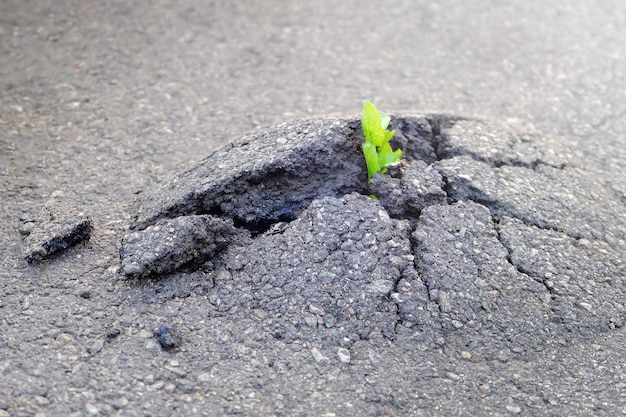 Uma planta pequena e verde cresce em solo asfáltico urbano. Planta verde crescendo de rachadura no asfalto na estrada. Espaço para texto ou desenho.