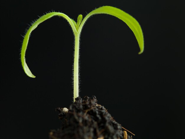 Uma planta pequena na terra