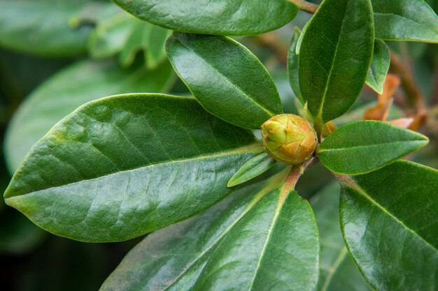 Uma planta perene com grandes folhas duras e um botão florescente