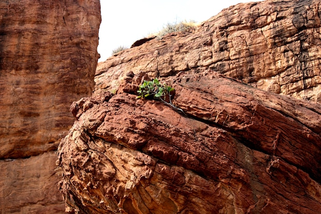 Uma planta que cresce em uma parede de pedra.