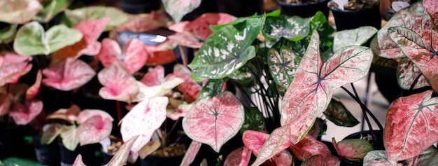 Uma planta que é rosa e branca