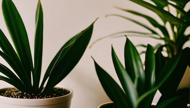 Uma planta que é verde e tem um fundo branco