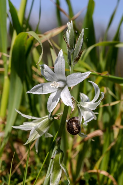 Uma planta tenra Ornithogalum nutans com flores brancas cresce em um prado de montanha em um dia de primavera
